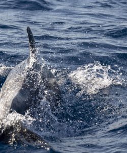 Segeltörn Sardinien segeln.ch
Foto: Daniel Käsermann
